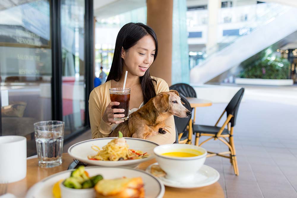 A pet sitting in restaurant