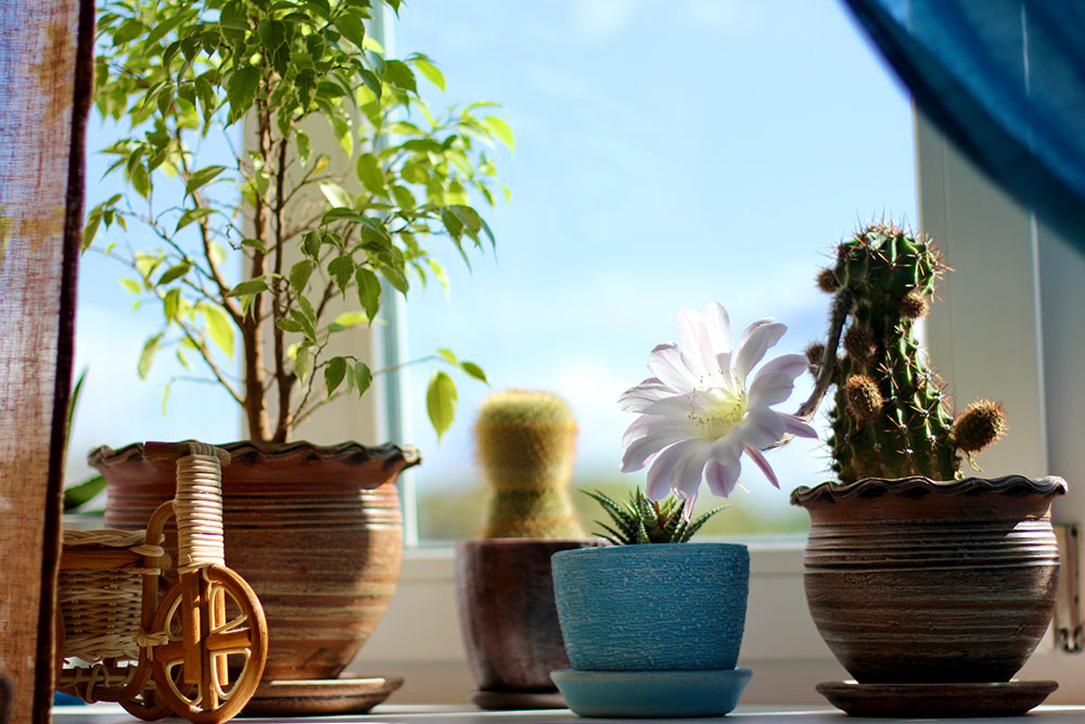 Some potted plants on windowsills