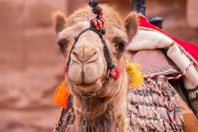 Camel racing in Dubai