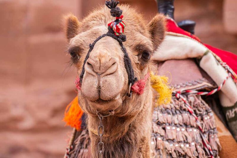 Camel racing in Dubai