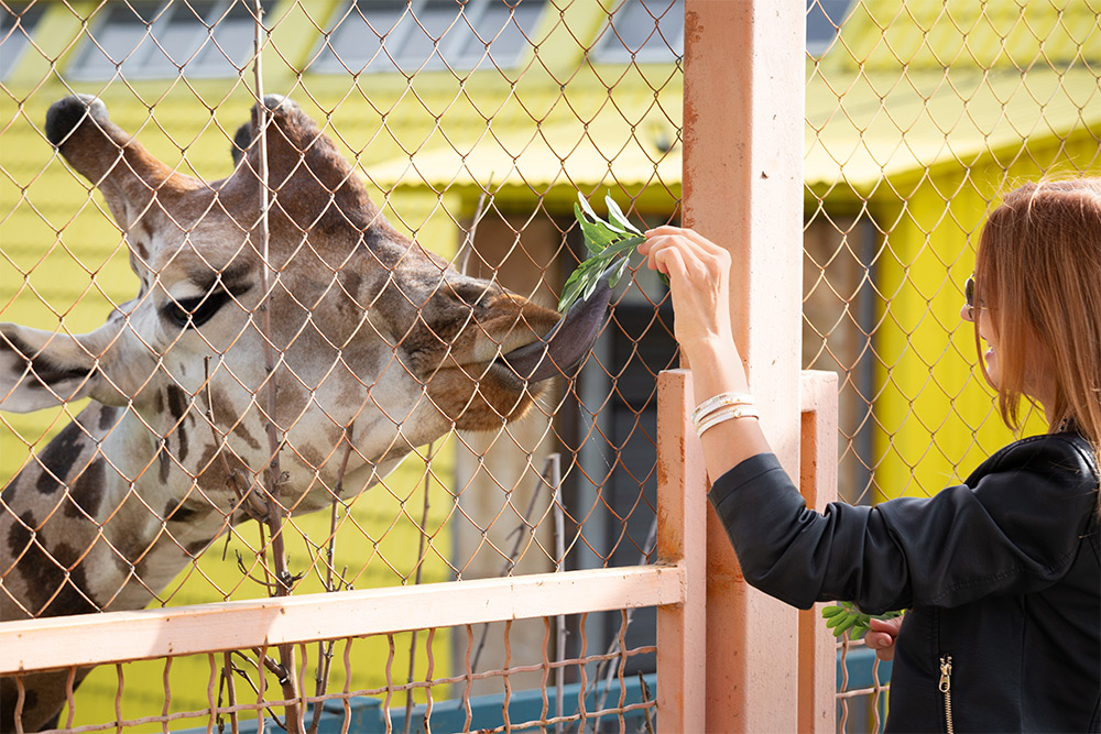 feeding giraffe in a UAE zoo