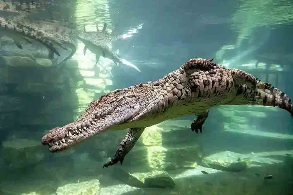  crocodile swimming in an aquarium at Crocodile Park 