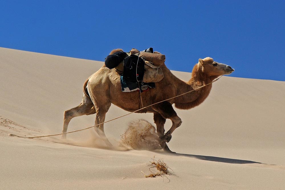 Al Marmoum camel racing track in Dubai