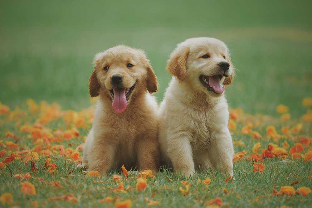 adorable labrador puppies at the pet shop dubai