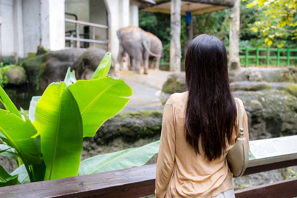  visiting elephant exhibit in Dubai zoo