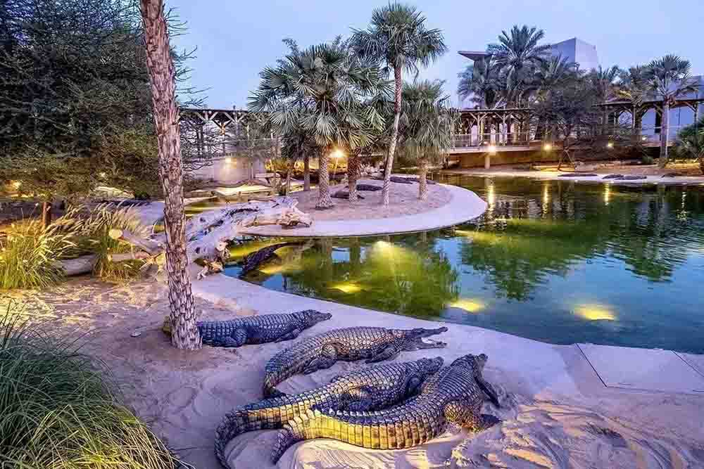 Crocodiles in the park