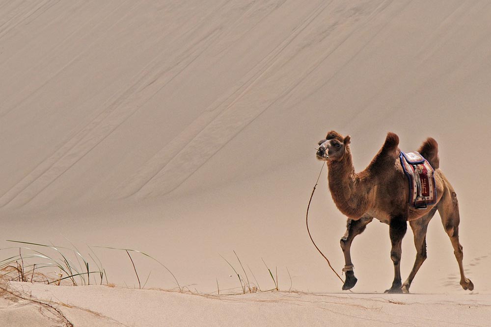 Al Khawaneej camel racing spot in Dubai