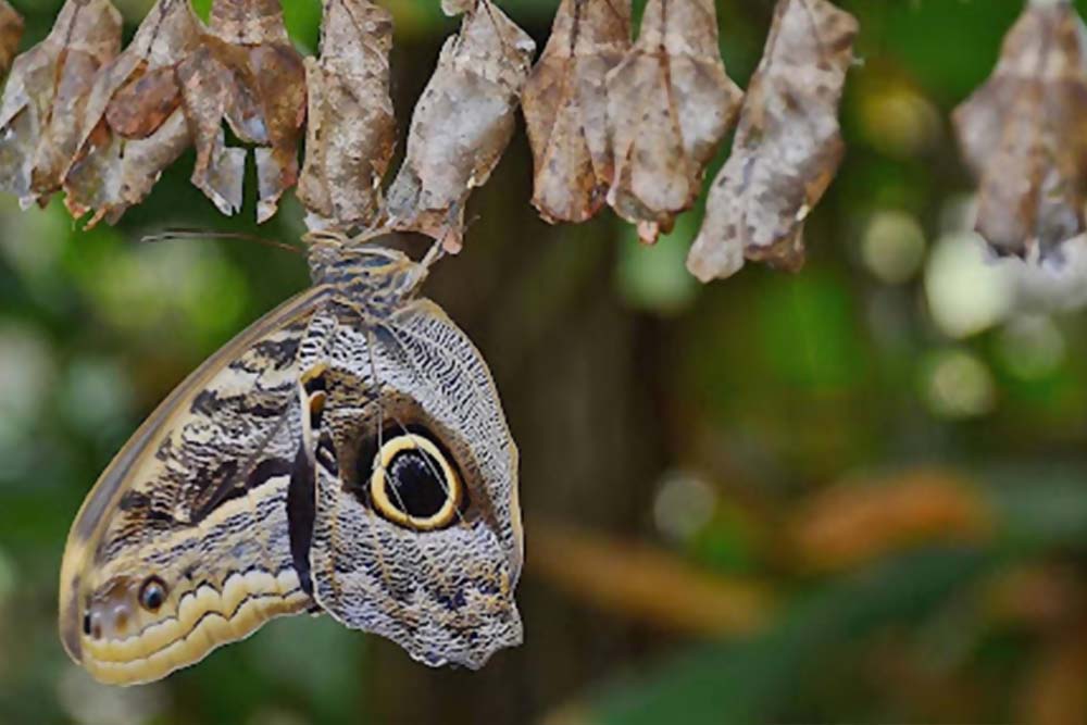 butterflies at DBG