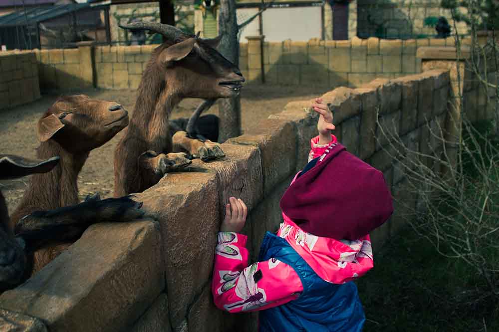 feeding goats in UAE zoo