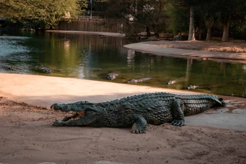 crocodile resting in Crocodile Park