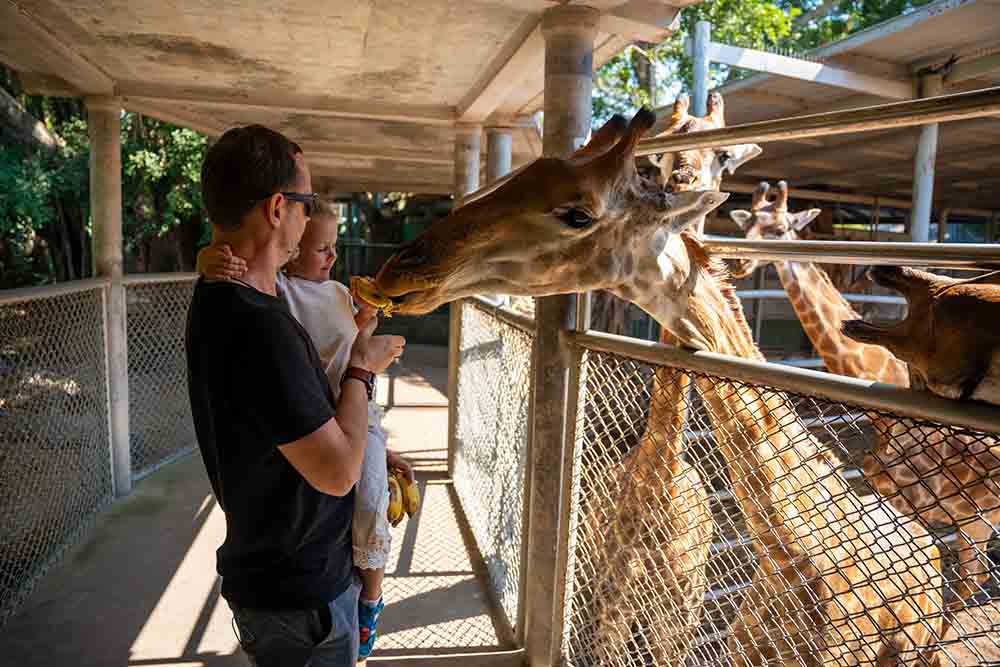 feeding giraffe in a UAE zoo