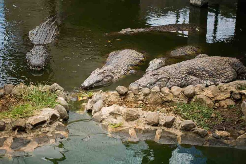 Dubai Crocodile Park