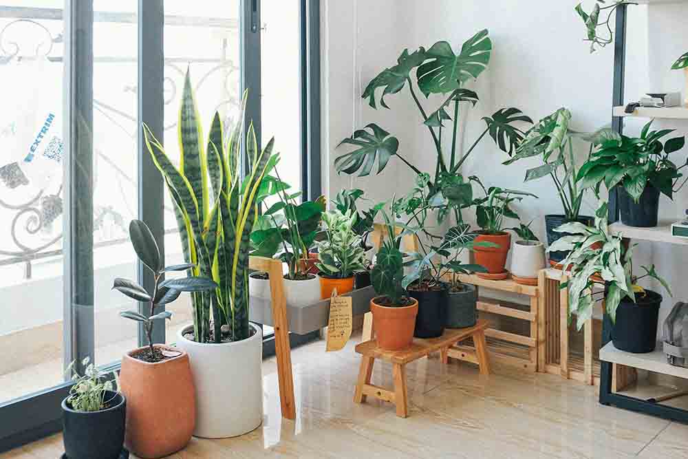 add indoor plants to your living room to elevate it