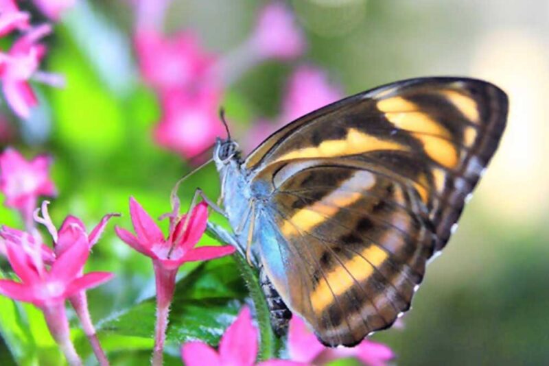 a day out at dubai butterfly garden