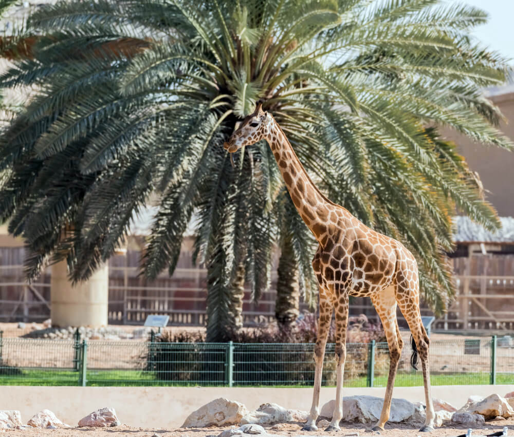 ras al khaimah zoo