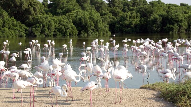 Ras Al Khor Wildlife Sanctuary