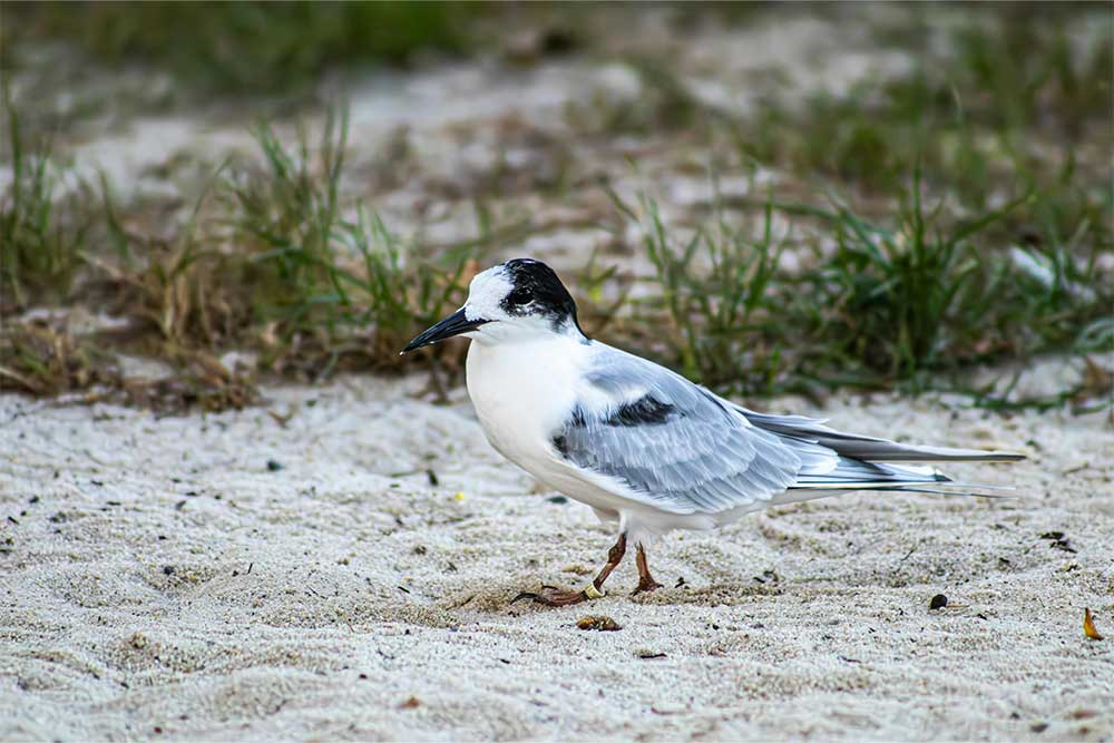 an adorable bird at a beach in Sharjah 