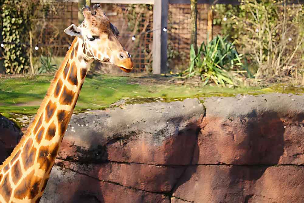  Zoo in dubai