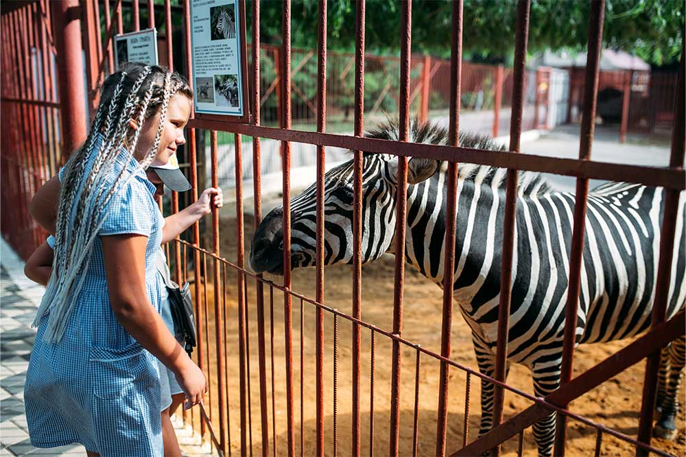 Zebras cage in zoo in Abu Dhabi