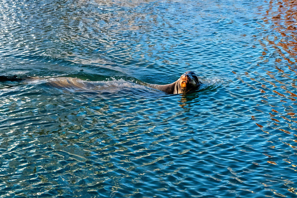 Water Activities 