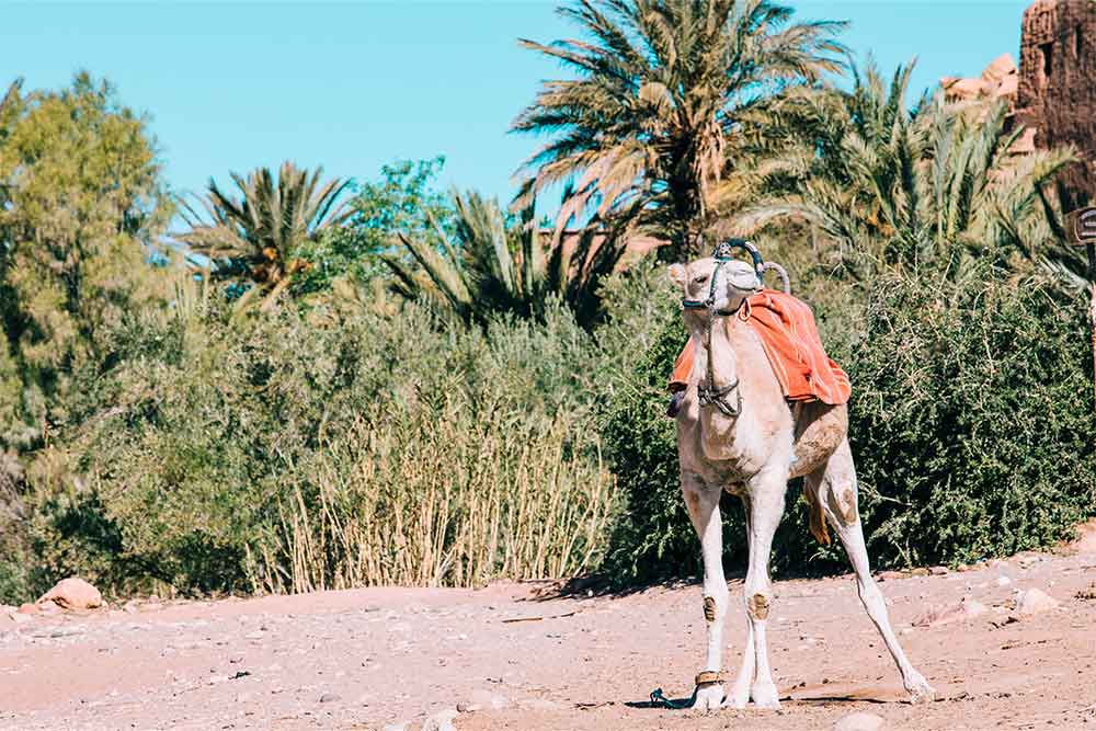  Camel in a desert 