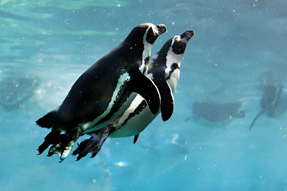 Penguins in an Aquarium 