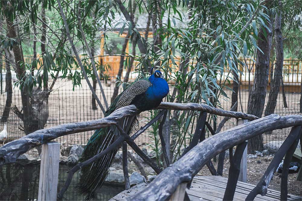 emirates park zoo 