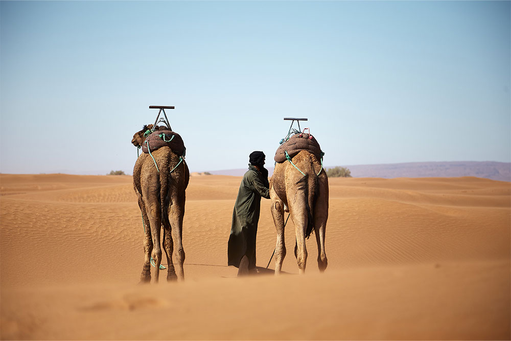 Two camels walking in a desert 