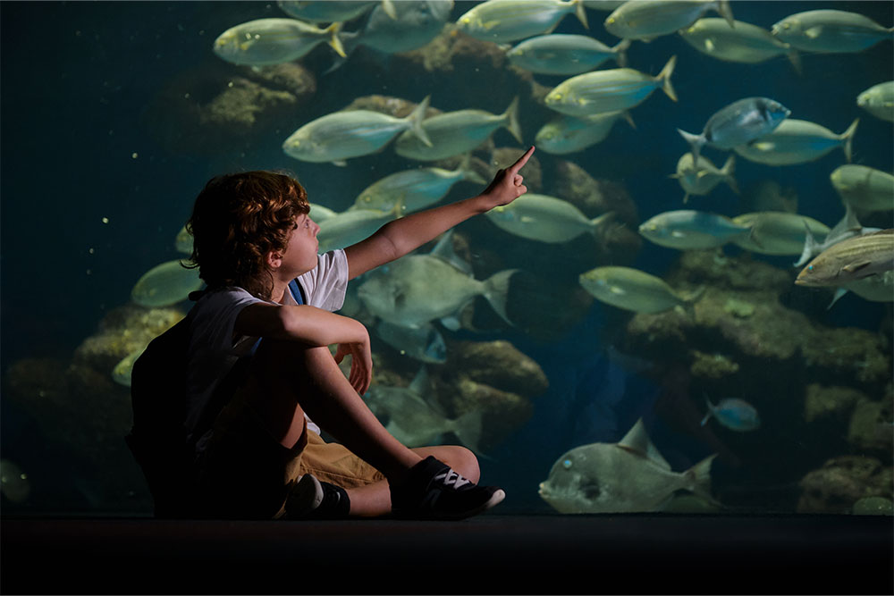 Child looking at fish from an underwater restaurant 