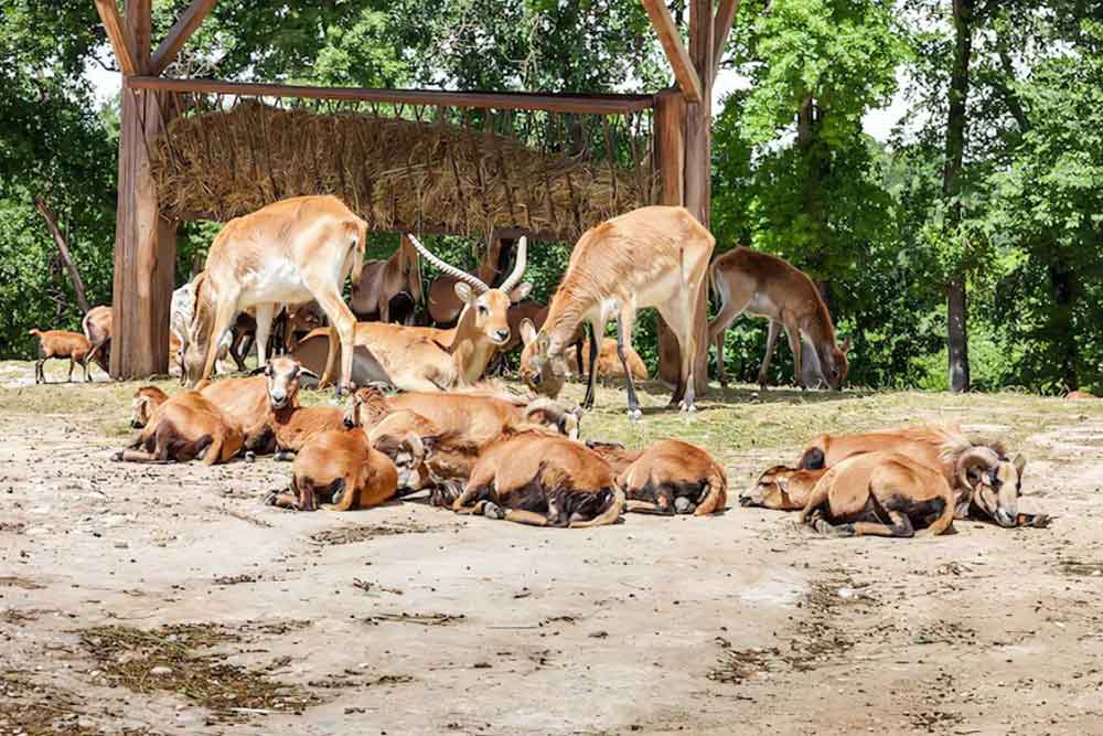 best Zoo in dubai