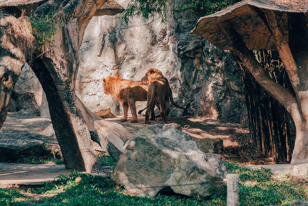 Lions at a zoo