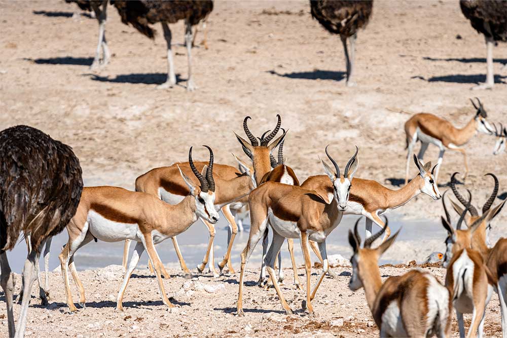 Ras Al Khor Wildlife Sanctuary