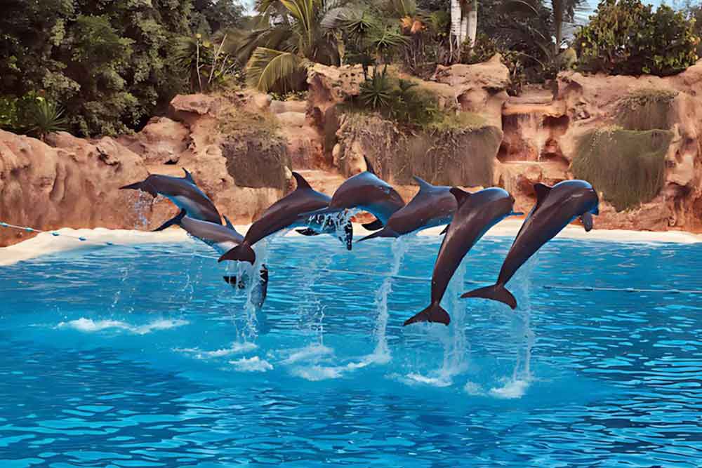 Dubai Dolphinarium 