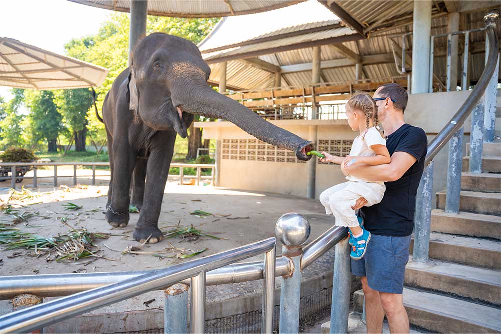 Feeding elephants at Abu Dhabi zoo 