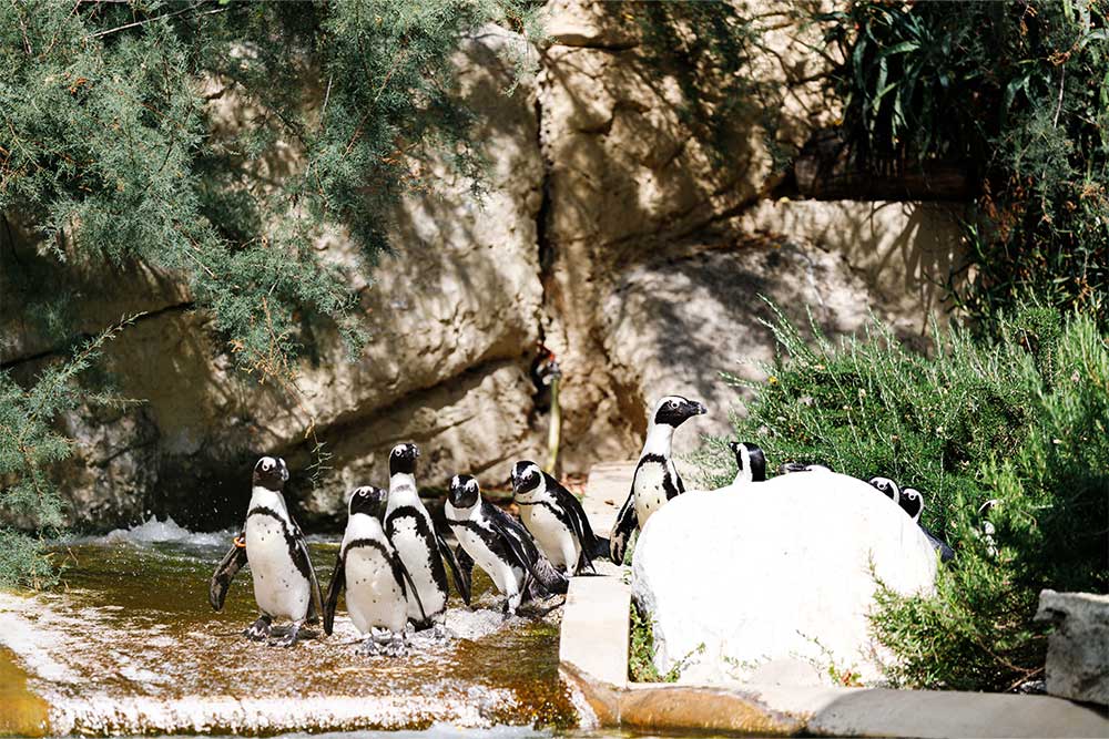 Al ain zoo