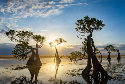 dubai mangroves project