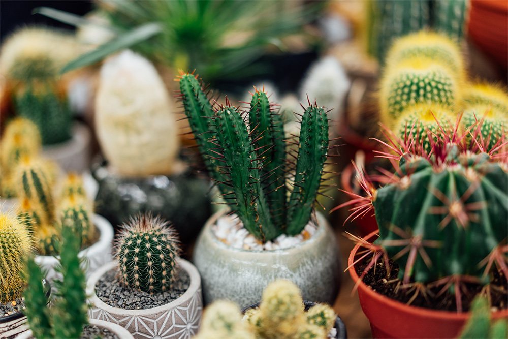 admiring various species of cacti