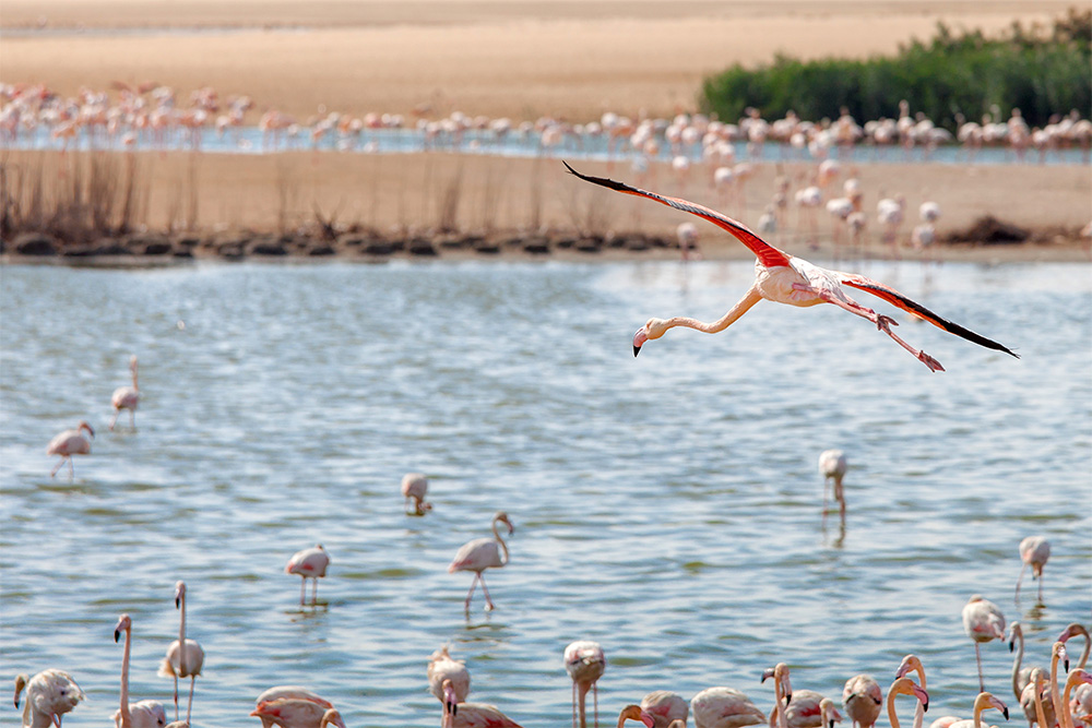 Flamingos in a Lake 