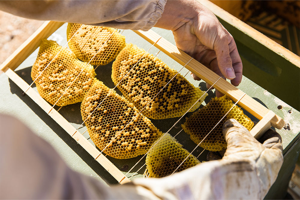 hatta honey bee discovery centre