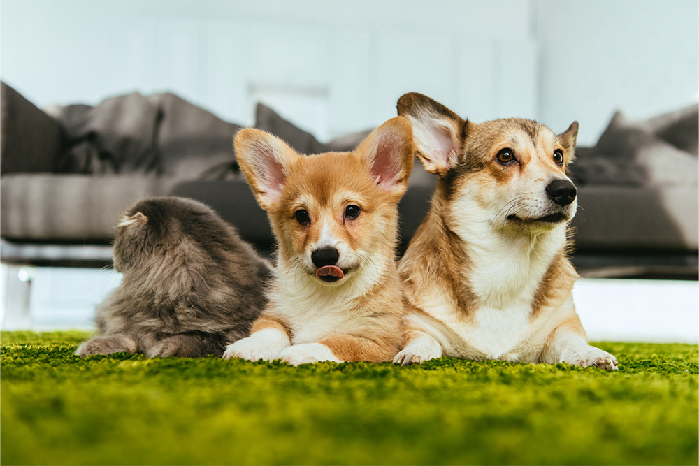 Pets relaxing in open air 