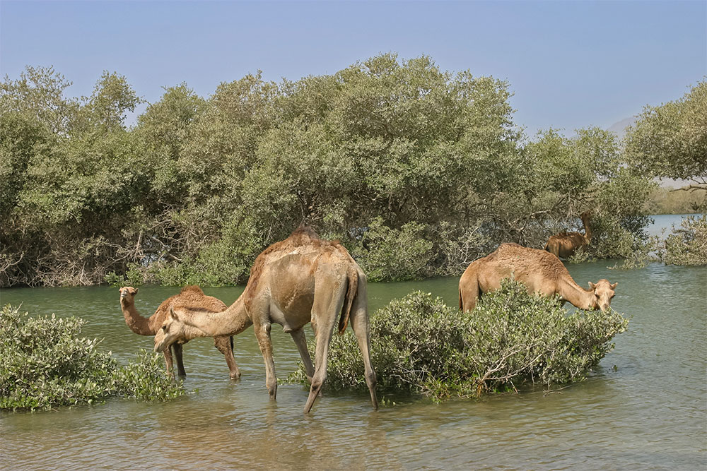 Al Zorah Natural Reserve Ajman