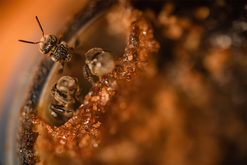 Honeybee products at Hatta Honey Bee Discovery Centre’s honey shop