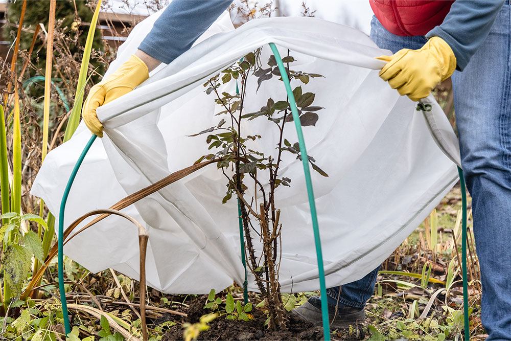 How to Prepare Garden for Winter