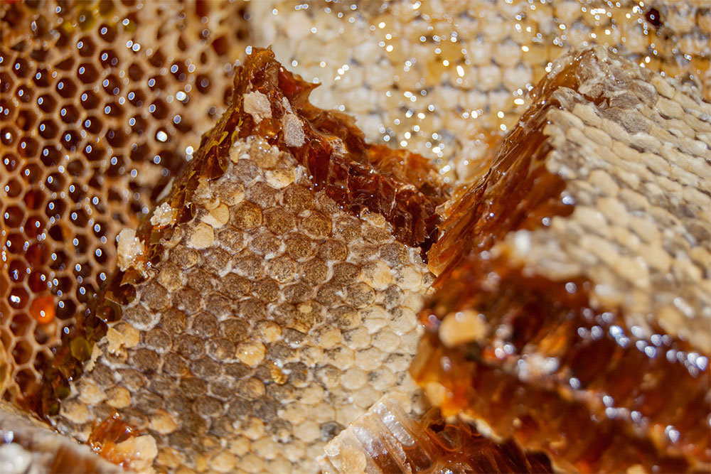 Beekeepers collecting honey