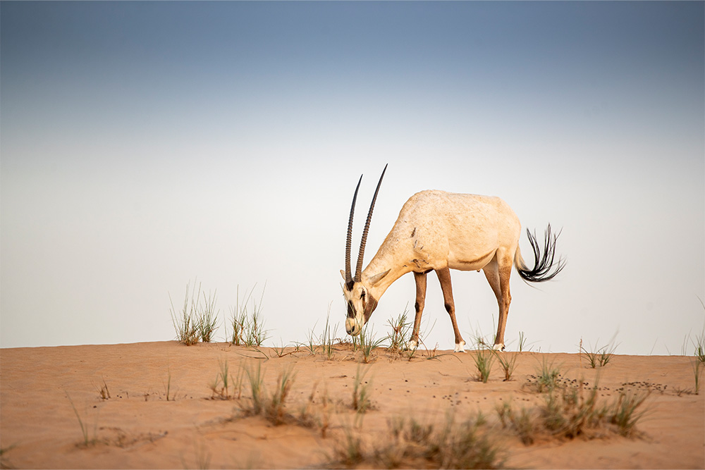 Arabian Oryx in the red sands desert conservation area of Dubai, United Arab Emirates