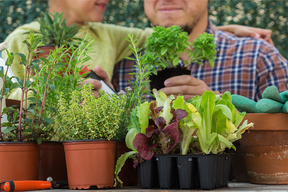 The child helps the father plant herbs 