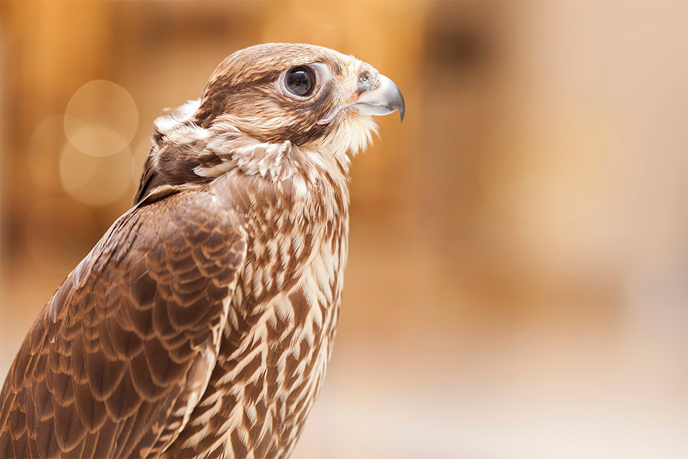 Falcon portrait, UAE