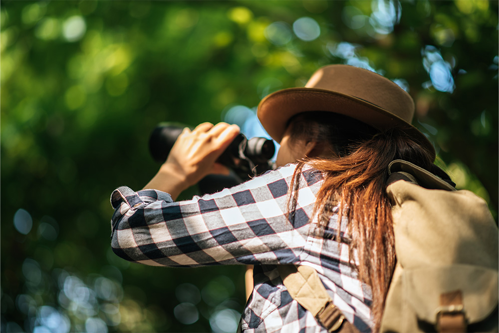 Birdwatching in the Mangrove National Park