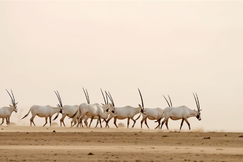 Al Marmoom Conservation Reserve