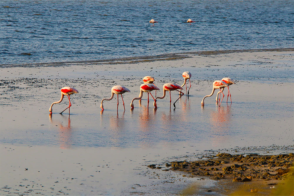 Flamingo Beach